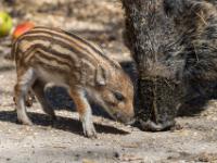 Wildschwein Frischling